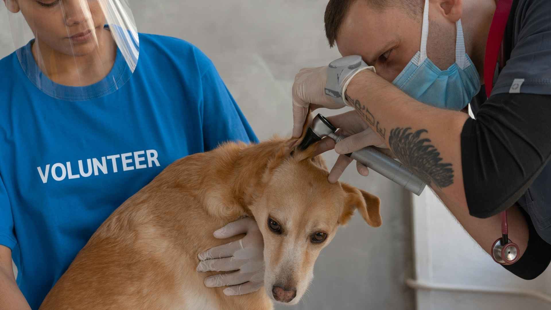veterinario revisando las orejas a un perro